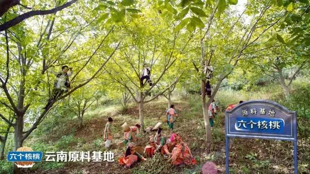 |jinnianhuiᡤ()